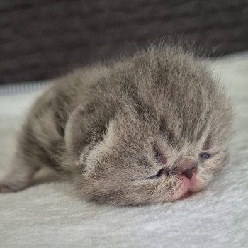 chaton Exotic Shorthair blue blotched tabby Collier blanc Chatterie Katzarolli