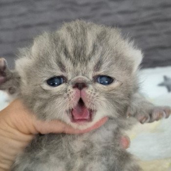 chaton Exotic Shorthair blue blotched tabby Collier blanc Chatterie Katzarolli