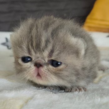 chaton Exotic Shorthair blue blotched tabby Collier blanc Chatterie Katzarolli