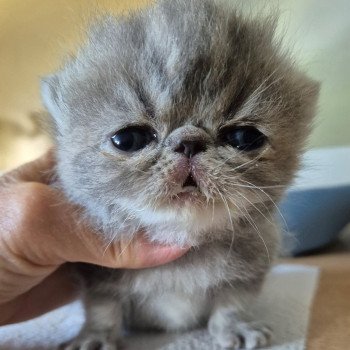 chaton Exotic Shorthair blue blotched tabby Collier blanc Chatterie Katzarolli