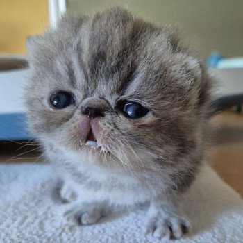 chaton Exotic Shorthair blue blotched tabby Collier blanc Chatterie Katzarolli
