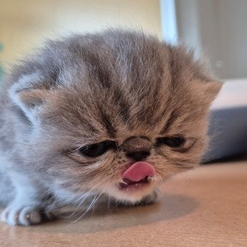 chaton Exotic Shorthair blue blotched tabby Collier blanc Chatterie Katzarolli