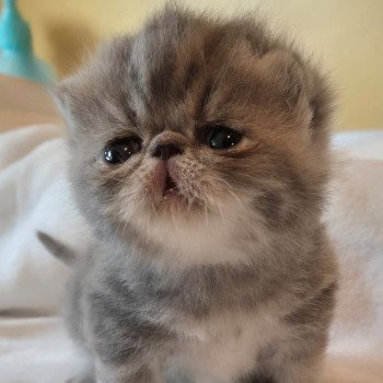 chaton Exotic Shorthair blue blotched tabby Collier blanc Chatterie Katzarolli