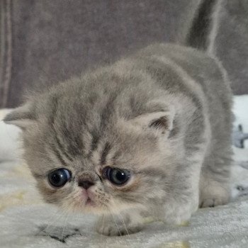 chaton Exotic Shorthair blue blotched tabby Violette Chatterie Katzarolli