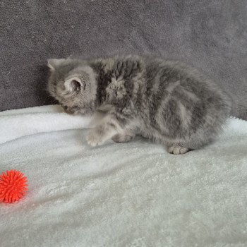 chaton Exotic Shorthair blue blotched tabby Violette Chatterie Katzarolli