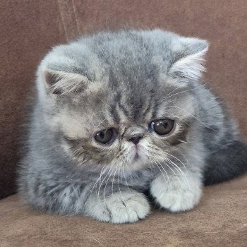 chaton Exotic Shorthair blue blotched tabby Violette Chatterie Katzarolli