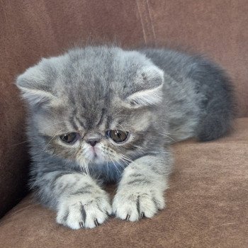 chaton Exotic Shorthair blue blotched tabby Violette Chatterie Katzarolli