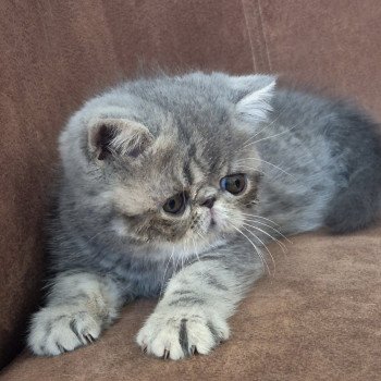 chaton Exotic Shorthair blue blotched tabby Violette Chatterie Katzarolli