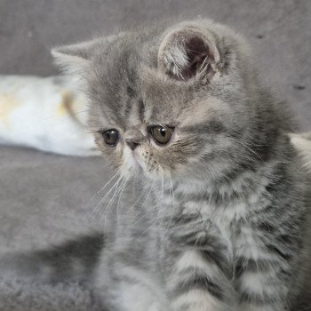 chaton Exotic Shorthair blue blotched tabby Violette Chatterie Katzarolli