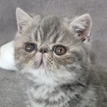 chaton Exotic Shorthair blue blotched tabby Violette Chatterie Katzarolli