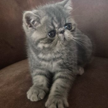 chaton Exotic Shorthair blue blotched tabby Violette Chatterie Katzarolli