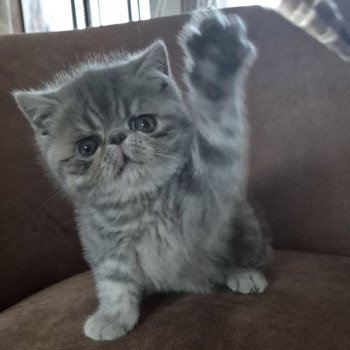 chaton Exotic Shorthair blue blotched tabby Violette Chatterie Katzarolli