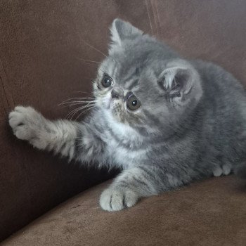 chaton Exotic Shorthair blue blotched tabby Violette Chatterie Katzarolli