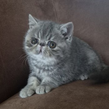 chaton Exotic Shorthair blue blotched tabby Violette Chatterie Katzarolli
