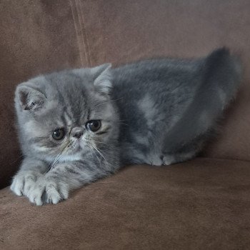 chaton Exotic Shorthair blue blotched tabby Violette Chatterie Katzarolli