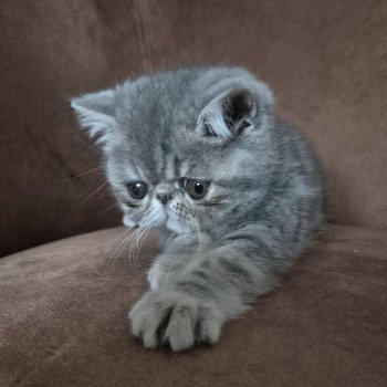 chaton Exotic Shorthair blue blotched tabby Violette Chatterie Katzarolli