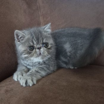 chaton Exotic Shorthair blue blotched tabby Violette Chatterie Katzarolli