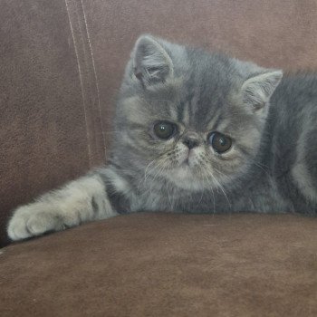 chaton Exotic Shorthair blue blotched tabby Violette Chatterie Katzarolli