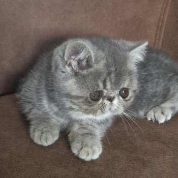 chaton Exotic Shorthair blue blotched tabby Violette Chatterie Katzarolli