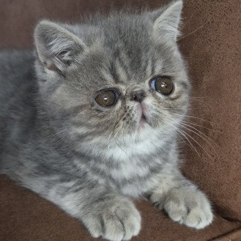 chaton Exotic Shorthair blue blotched tabby Violette Chatterie Katzarolli