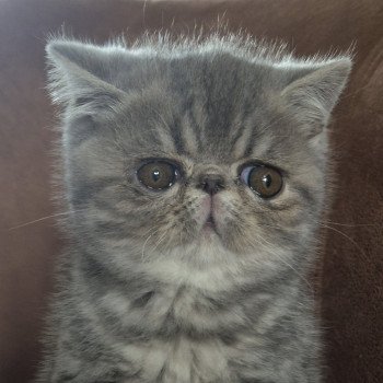 chaton Exotic Shorthair blue blotched tabby Violette Chatterie Katzarolli