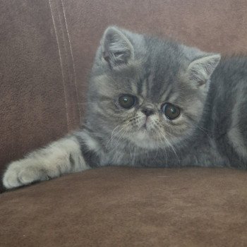 chaton Exotic Shorthair blue blotched tabby Violette Chatterie Katzarolli