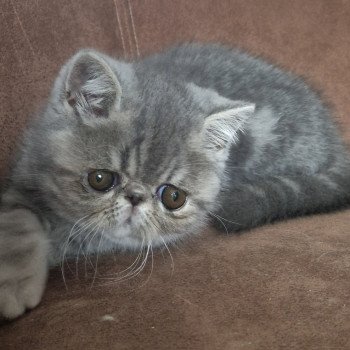 chaton Exotic Shorthair blue blotched tabby Violette Chatterie Katzarolli