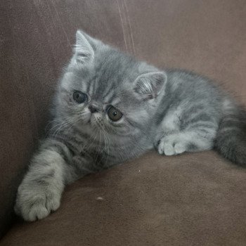 chaton Exotic Shorthair blue blotched tabby Violette Chatterie Katzarolli