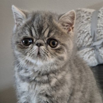 chaton Exotic Shorthair blue blotched tabby Violette Chatterie Katzarolli