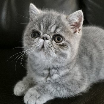 chaton Exotic Shorthair blue blotched tabby Violette Chatterie Katzarolli