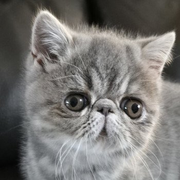 chaton Exotic Shorthair blue blotched tabby Violette Chatterie Katzarolli