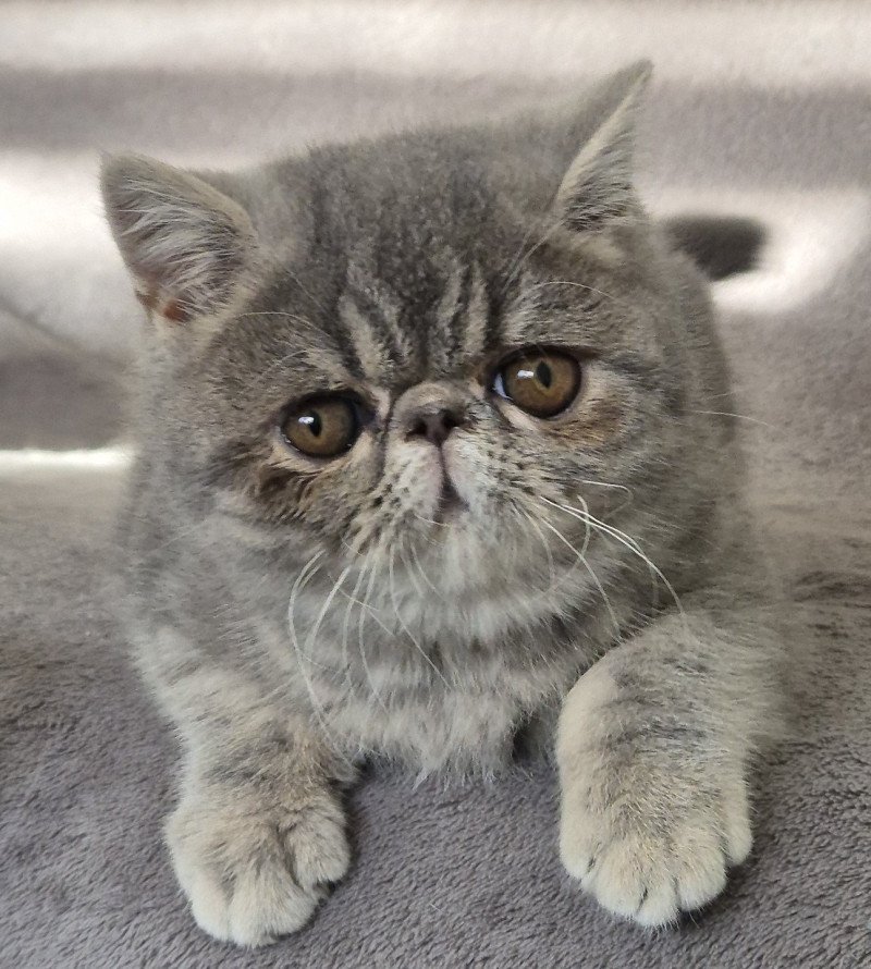 Violette Femelle Exotic Shorthair