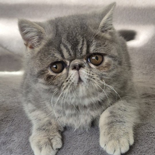Violette Femelle Exotic Shorthair