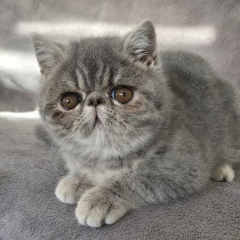 chaton Exotic Shorthair blue blotched tabby Violette Chatterie Katzarolli