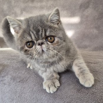 chaton Exotic Shorthair blue blotched tabby Violette Chatterie Katzarolli