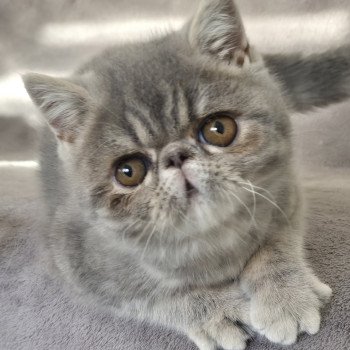chaton Exotic Shorthair blue blotched tabby Violette Chatterie Katzarolli