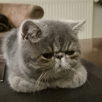 chaton Exotic Shorthair blue blotched tabby Violette Chatterie Katzarolli