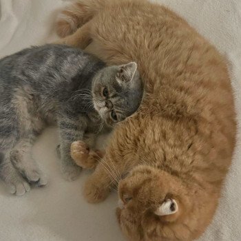chaton Exotic Shorthair blue blotched tabby Violette Chatterie Katzarolli