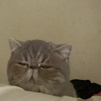 chaton Exotic Shorthair blue blotched tabby Violette Chatterie Katzarolli