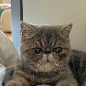 chaton Exotic Shorthair blue blotched tabby Violette Chatterie Katzarolli