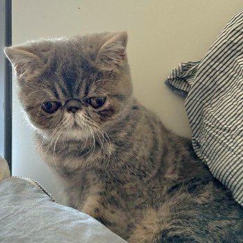 chaton Exotic Shorthair blue blotched tabby Violette Chatterie Katzarolli
