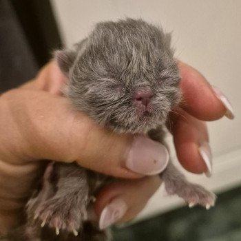 chaton Exotic Shorthair blue Collier rouge Chatterie Katzarolli chaton Exotic Shorthair blue Collier rouge Chatterie Katzarolli
