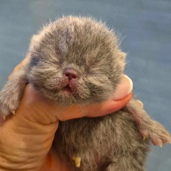 chaton Exotic Shorthair blue Collier rouge Chatterie Katzarolli chaton Exotic Shorthair blue Collier rouge Chatterie Katzarolli
