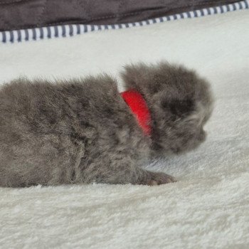 chaton Exotic Shorthair blue Collier rouge Chatterie Katzarolli chaton Exotic Shorthair blue Collier rouge Chatterie Katzarolli