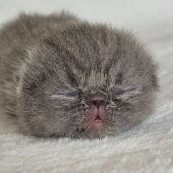 chaton Exotic Shorthair blue Collier rouge Chatterie Katzarolli chaton Exotic Shorthair blue Collier rouge Chatterie Katzarolli