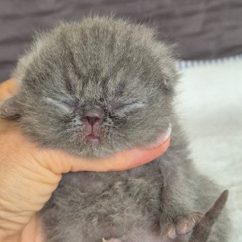 chaton Exotic Shorthair blue Collier rouge Chatterie Katzarolli chaton Exotic Shorthair blue Collier rouge Chatterie Katzarolli
