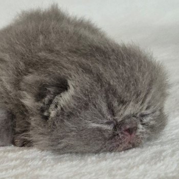 chaton Exotic Shorthair blue Collier rouge Chatterie Katzarolli chaton Exotic Shorthair blue Collier rouge Chatterie Katzarolli