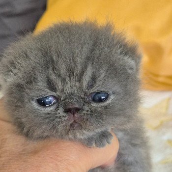chaton Exotic Shorthair blue Collier rouge Chatterie Katzarolli chaton Exotic Shorthair blue Collier rouge Chatterie Katzarolli