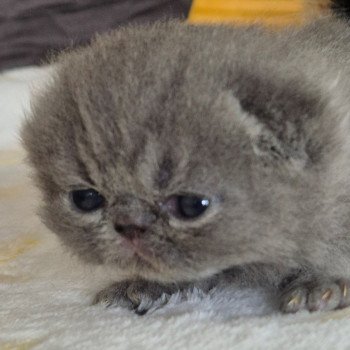 chaton Exotic Shorthair blue Collier rouge Chatterie Katzarolli chaton Exotic Shorthair blue Collier rouge Chatterie Katzarolli