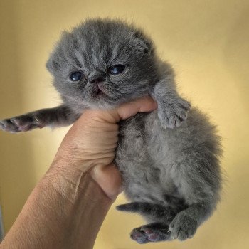 chaton Exotic Shorthair blue Collier rouge Chatterie Katzarolli chaton Exotic Shorthair blue Collier rouge Chatterie Katzarolli